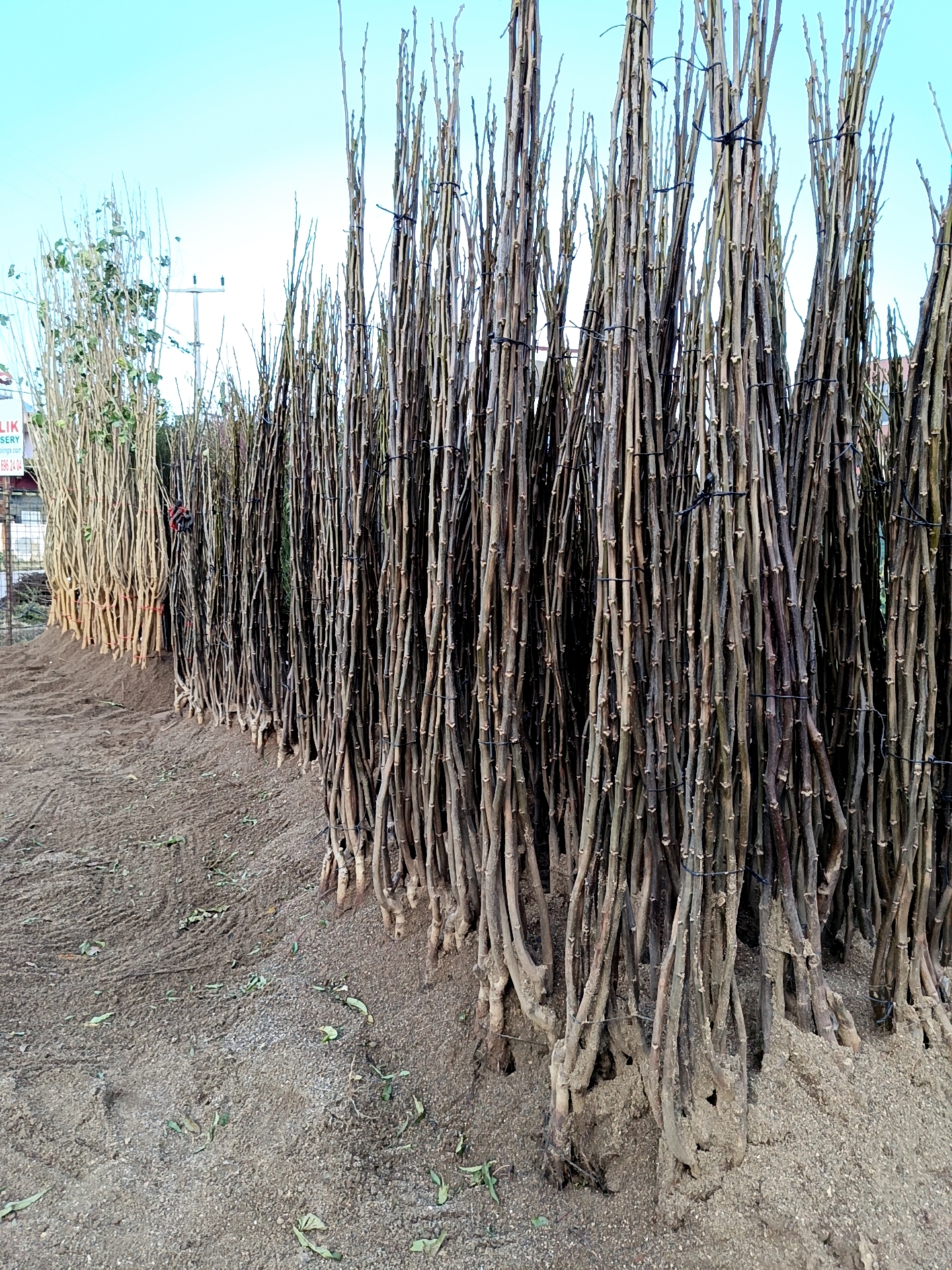 HOWART CEVİZ FİDANI